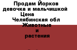Продам Йорков, девочка и мальчишкой › Цена ­ 9 000 - Челябинская обл. Животные и растения » Собаки   